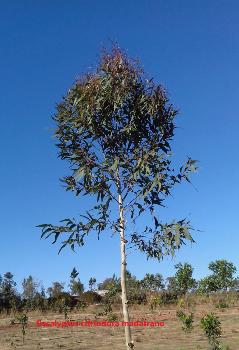 eucalyptus citriodora madagascar madatrano